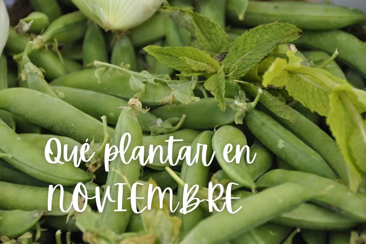 Qué flores se siembran en noviembre - Que plantar en noviembre en macetas que flores se siembran en noviembre - Que plantar en noviembre en macetas