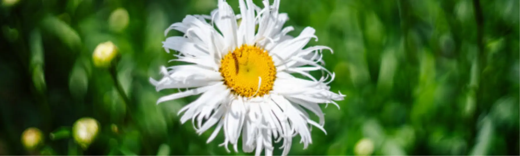 Flores de sombra: las plantas que prosperan en condiciones de poca luz - Que plantar en un jardín con poco sol flores de sombra - Que plantar en un jardín con poco sol