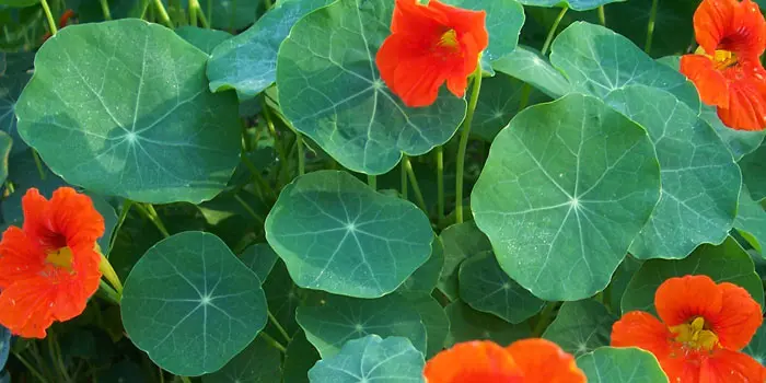 Flores que protegen la huerta - Qué plantas actuan como repelente en un huerto flores que protegen la huerta - Qué plantas actuan como repelente en un huerto