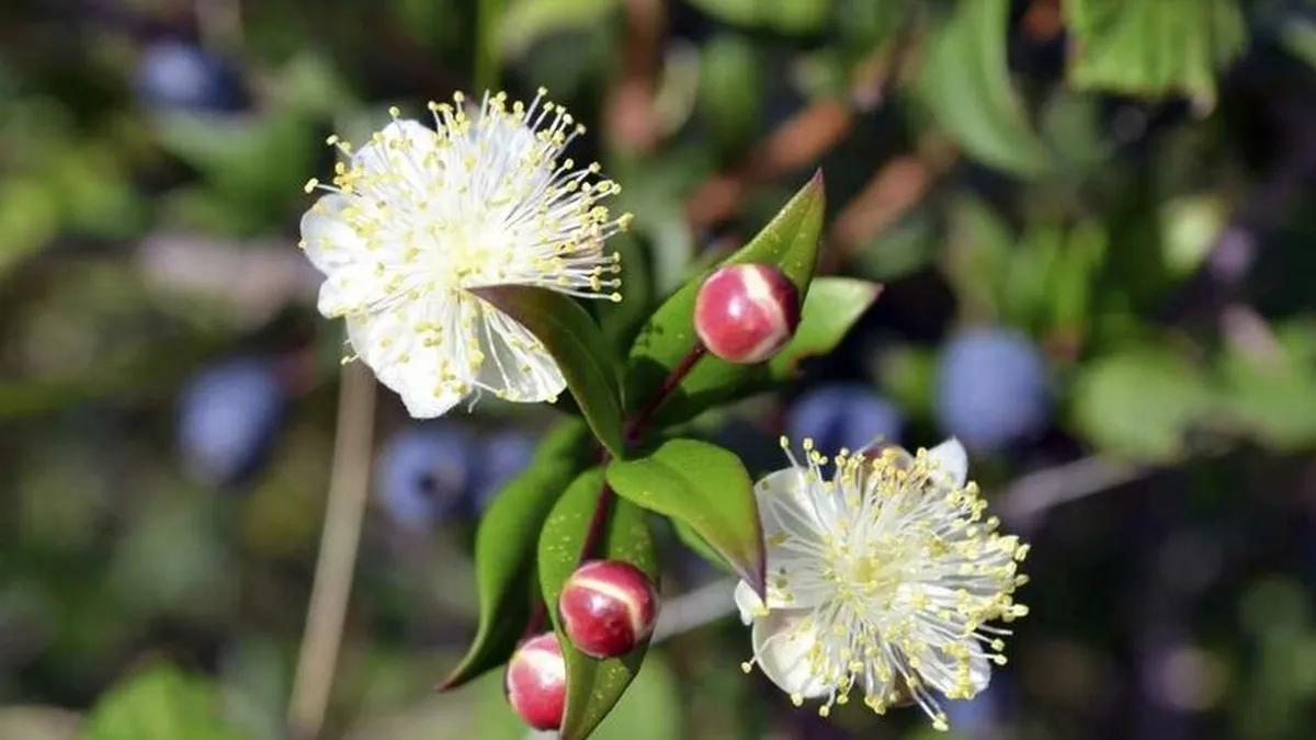 Flores que crecen en la Patagonia - Qué plantas crecen en la Patagonia flores que crecen en la patagonia - Qué plantas crecen en la Patagonia