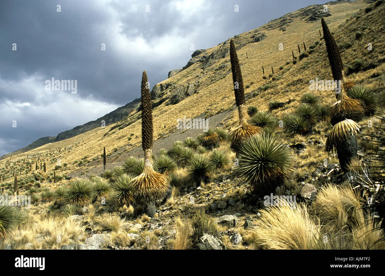Flora en los Andes: La diversidad de plantas en las alturas - Qué plantas crecen en los Andes flora en los andes - Qué plantas crecen en los Andes