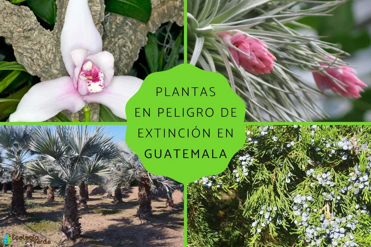Flora en peligro de extinción en América - Qué plantas están en peligro de extinción en Centroamérica flora en peligro de extincion en america - Qué plantas están en peligro de extinción en Centroamérica