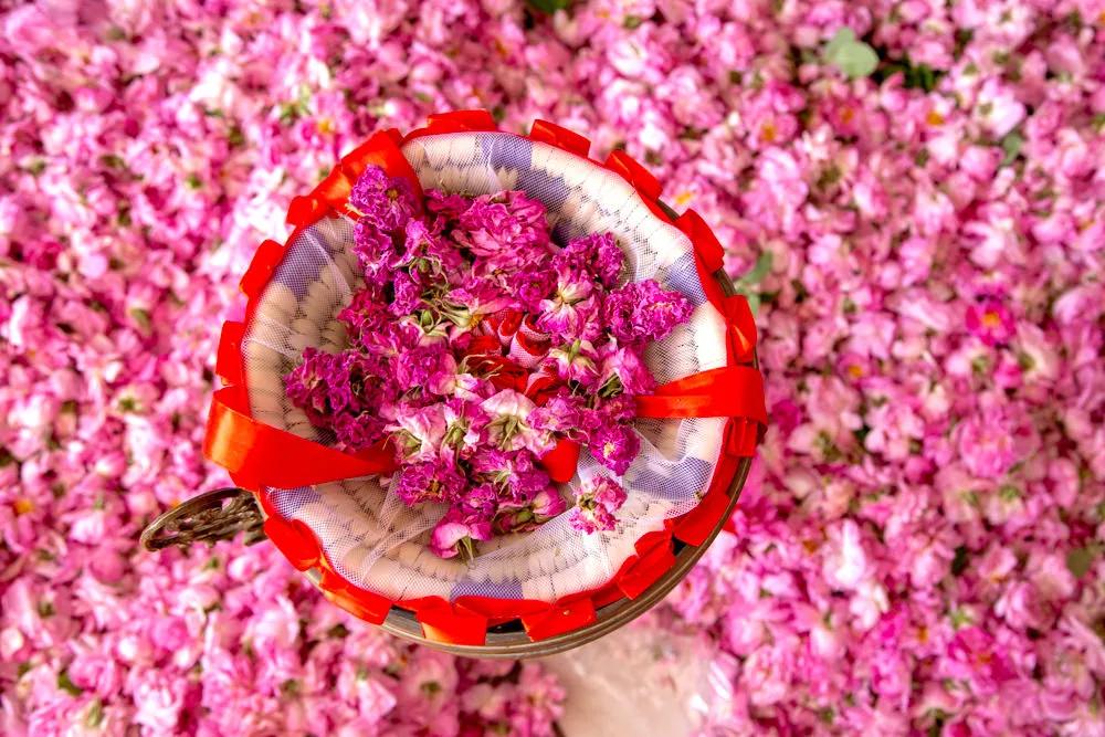 flores marruecos - Qué plantas hay en Marruecos