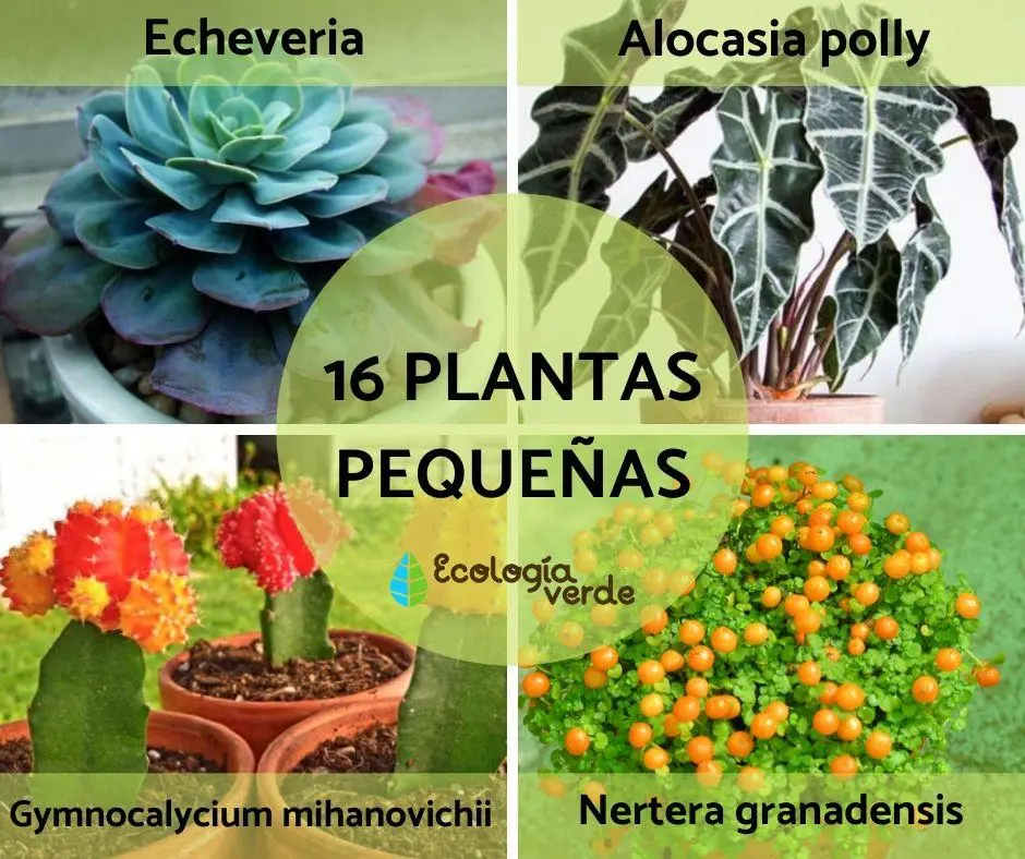Macetas con flores: una forma hermosa de decorar tu hogar - Qué plantas poner en macetas pequeñas macetas con flores - Qué plantas poner en macetas pequeñas