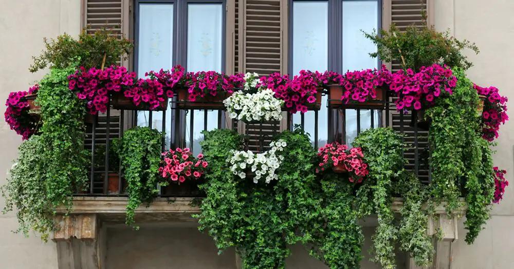 Flores para balcones con mucho sol - Qué plantas poner en un balcón muy soleado flores para balcones con mucho sol - Qué plantas poner en un balcón muy soleado