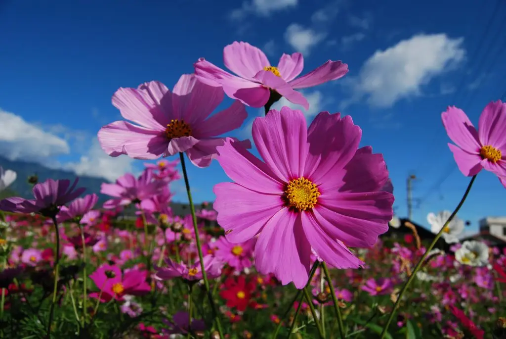 flores del huerto - Qué plantas se encuentran en un huerto