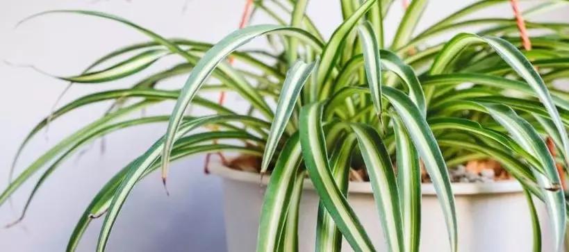 Plantas colgantes de sombra con flores - Qué plantas se pueden poner en macetas colgantes plantas colgantes de sombra con flores - Qué plantas se pueden poner en macetas colgantes