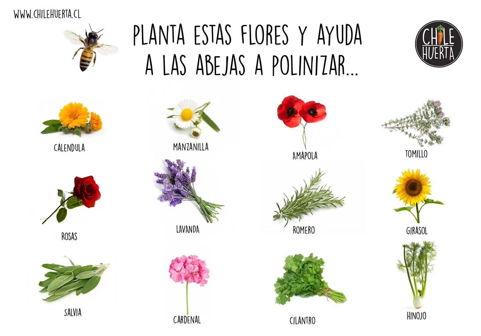 Qué flores plantar para ayudar a las abejas - Qué plantas son buenas para la polinización que flores plantar para ayudar a las abejas - Qué plantas son buenas para la polinización