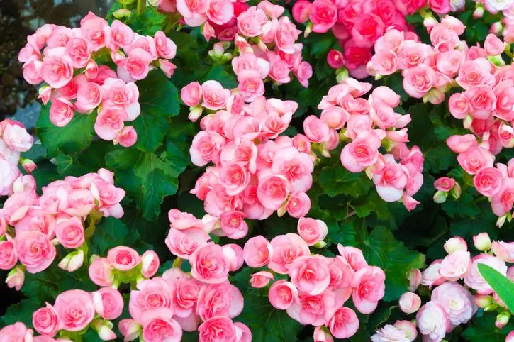 Flores de sombra que florecen todo el año - Qué plantas son de sombra total flores de sombra que florecen todo el año - Qué plantas son de sombra total