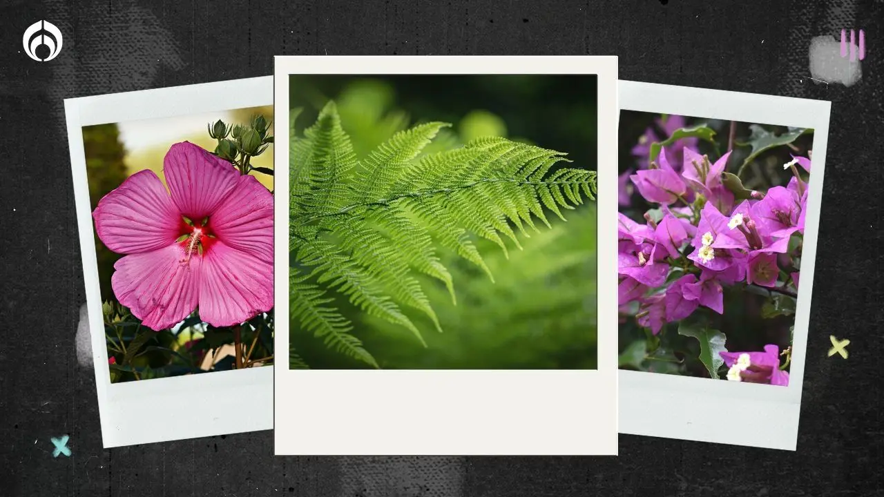 Flores con lluvia: la importancia del agua para el crecimiento y desarrollo de las plantas - Qué plantas soportan la lluvia flores con lluvia - Qué plantas soportan la lluvia