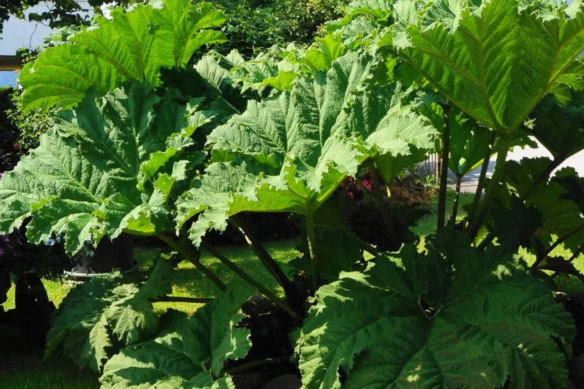 plantas de hojas largas y delgadas con flores - Qué plantas tienen hojas grandes
