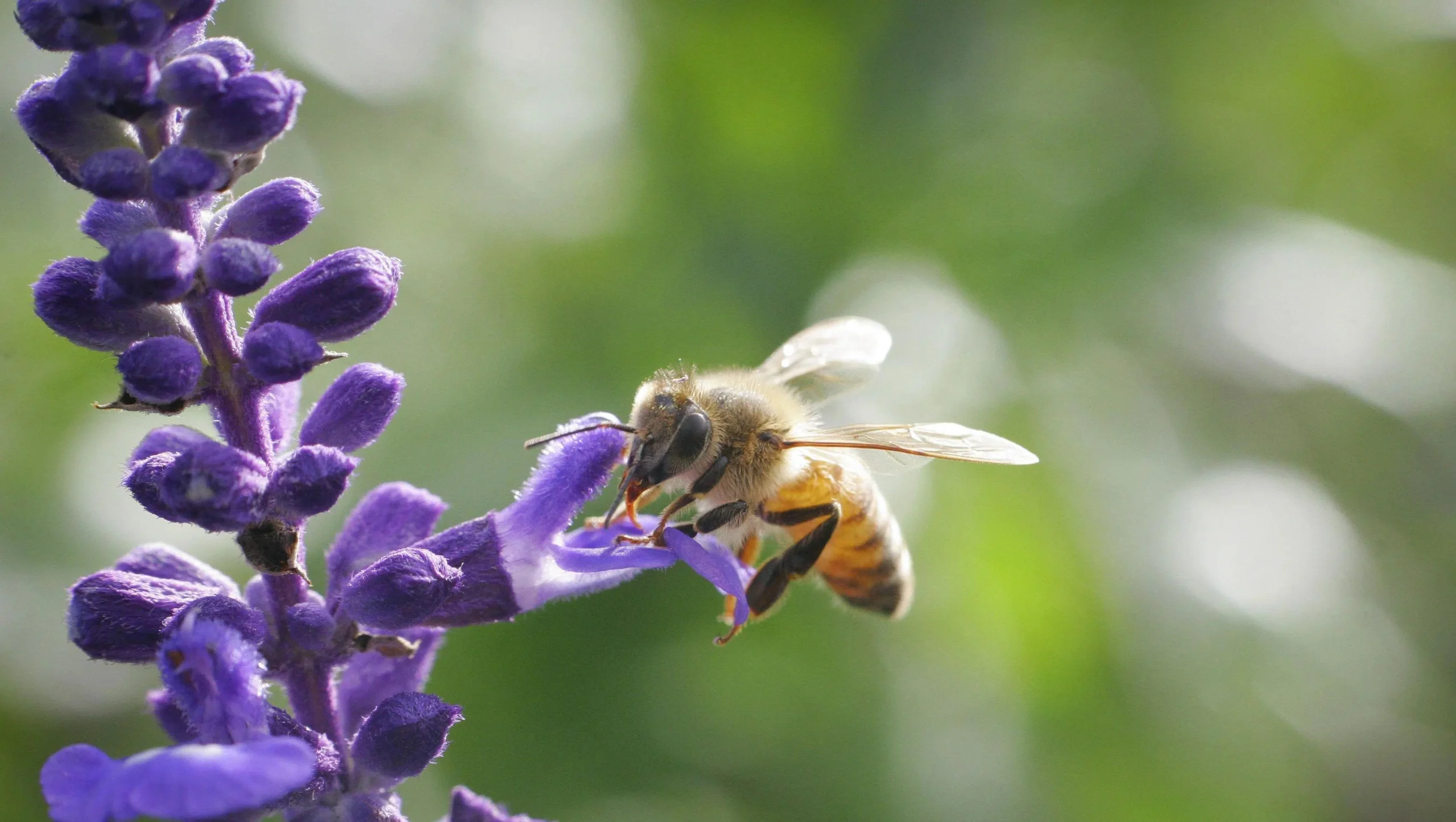 Flor con abejas: cómo atraer estos polinizadores a tu jardín - Qué plantas utilizan las abejas para hacer miel flor con abejas - Qué plantas utilizan las abejas para hacer miel