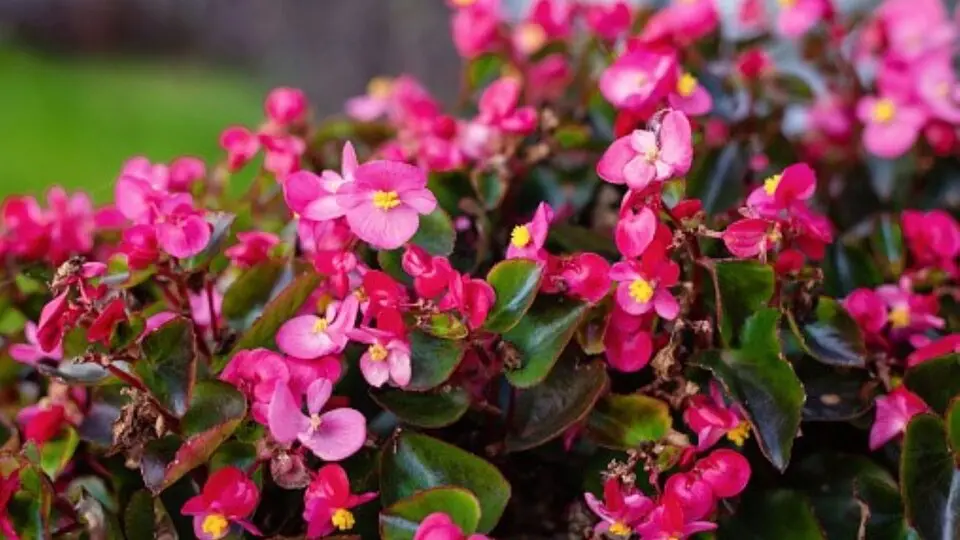 flores de primavera - Qué plantas y flores se pueden plantar en primavera
