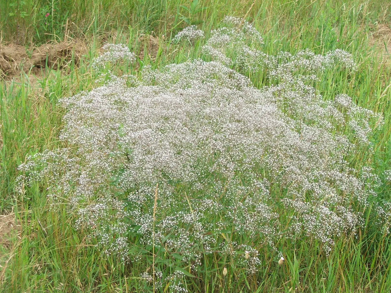 Flor pillanovios: la belleza delicada y romántica - Qué precio tiene la flor de nube flor pillanovios - Qué precio tiene la flor de nube