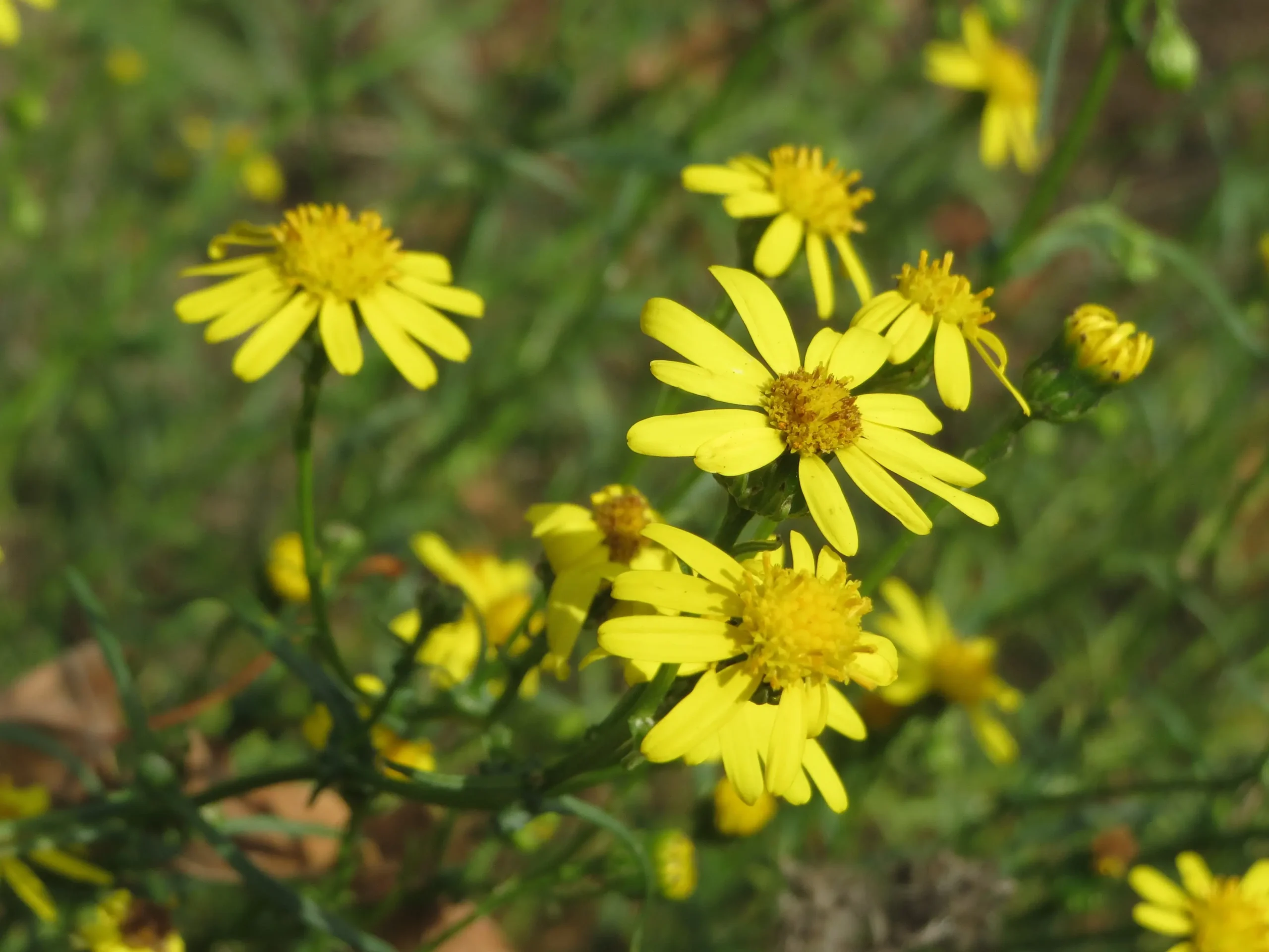 senecio flor amarilla - Qué propiedades tiene el Senecio