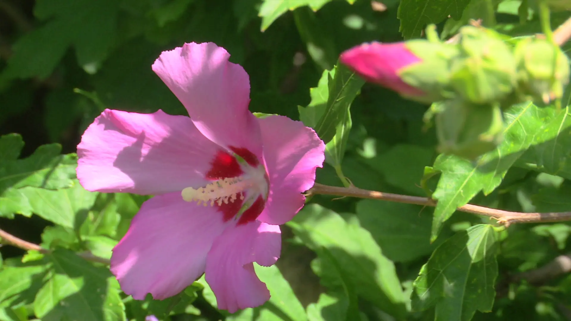 Flor de Siria: Una belleza tropical - Qué propiedades tiene la flor de hibisco flor de siria - Qué propiedades tiene la flor de hibisco