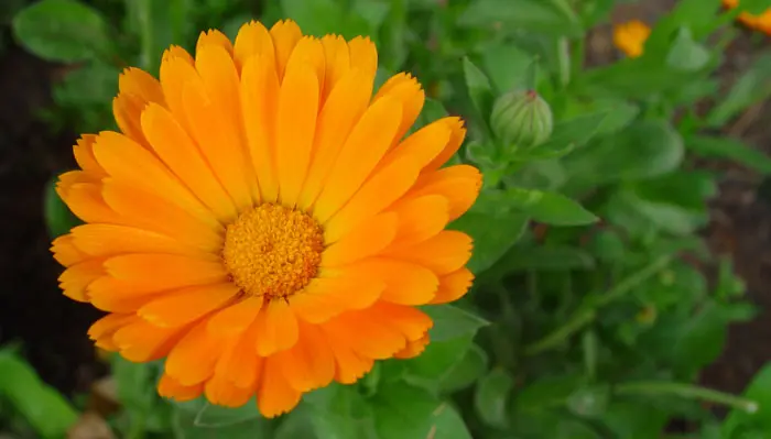 Qué flores plantar en septiembre en Argentina - Qué puedo plantar en septiembre en Argentina que flores plantar en septiembre en argentina - Qué puedo plantar en septiembre en Argentina