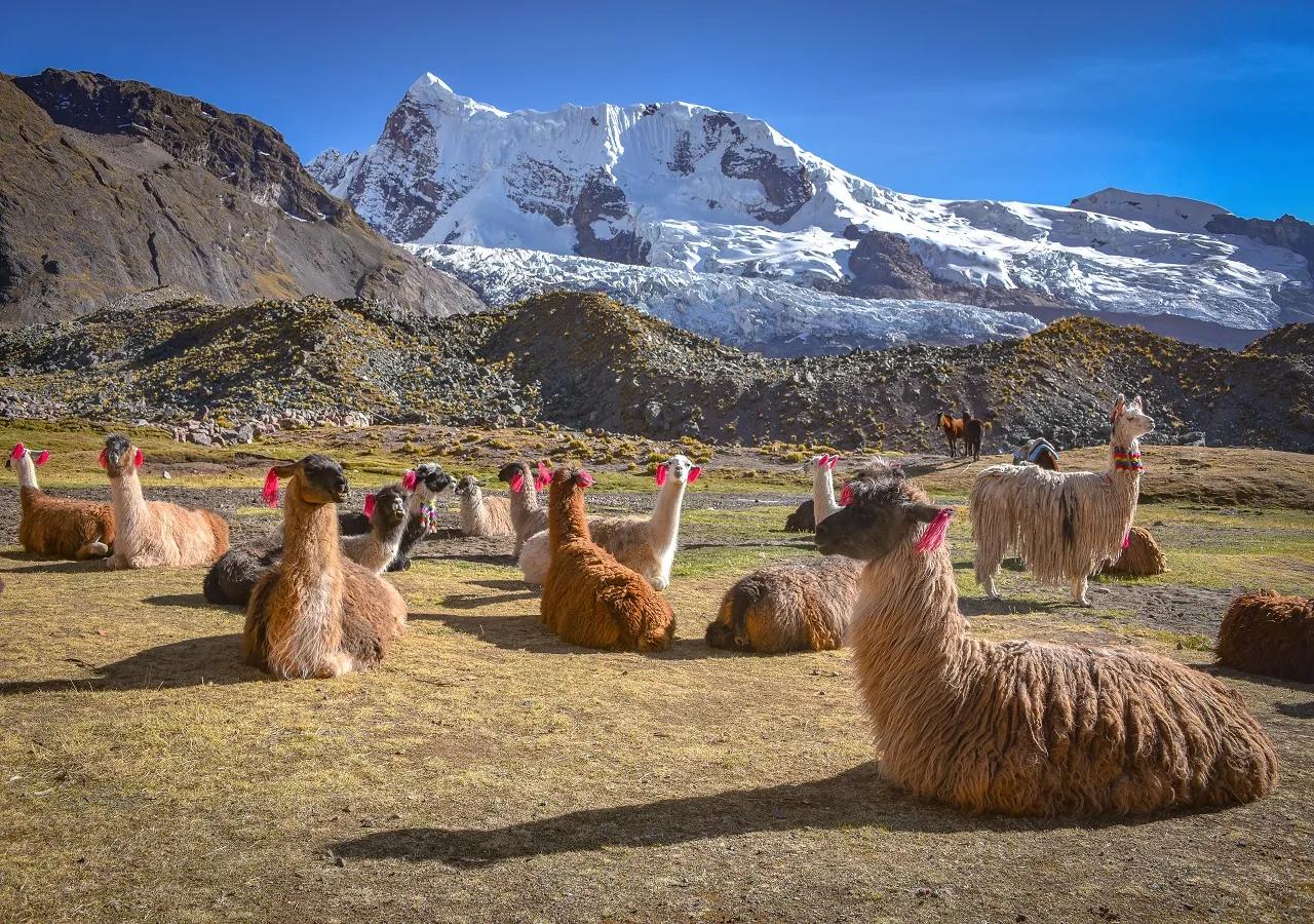 la cordillera de los andes flora y fauna - Qué recursos naturales se encuentran en la Cordillera de los Andes