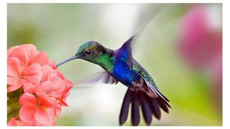 porque el picaflor se alimenta del néctar de las flores - Qué relación biológica se establece entre el colibrí y la flor