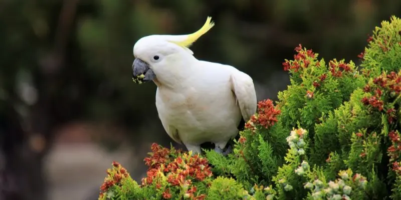 Relación entre flora y fauna: Importancia para la vida del ser humano - Qué relación existe entre la flora la fauna y la vida del ser humano relacion entre flora y fauna - Qué relación existe entre la flora la fauna y la vida del ser humano