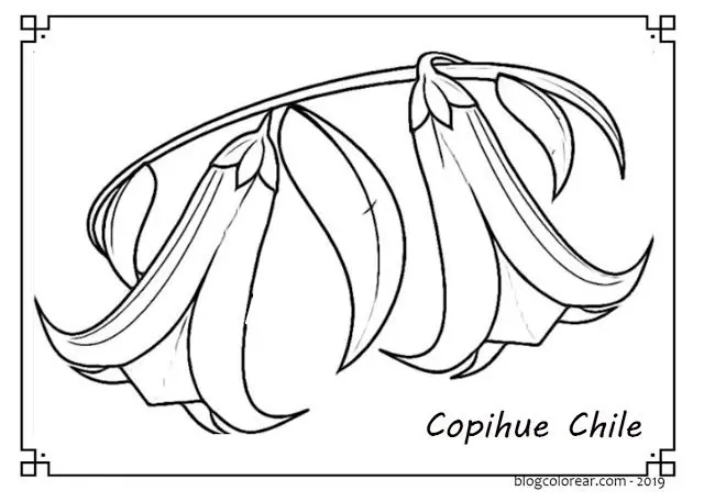 flor de copihue para colorear - Qué representa el copihue en Chile