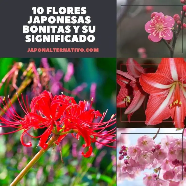 La Flor Japonesa: Un Símbolo de Belleza y Significado - Qué representa la flor japonesa flor japonesa nombre - Qué representa la flor japonesa