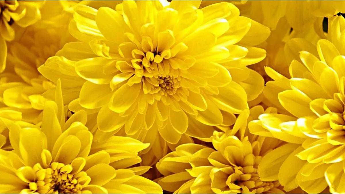 flores amarillas en septiembre - Qué se celebra el 21 de septiembre con las flores amarillas