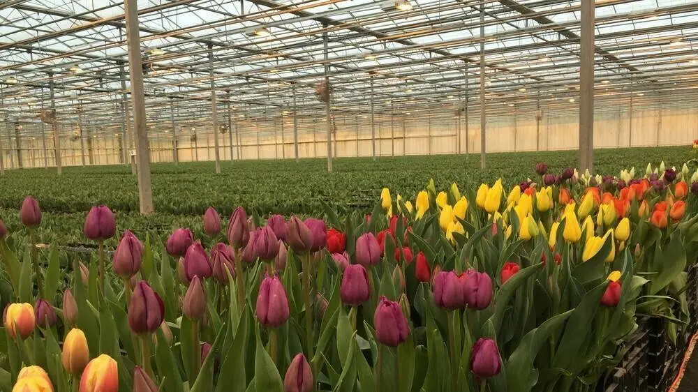 producción de flores en holanda - Que se cultiva en Holanda