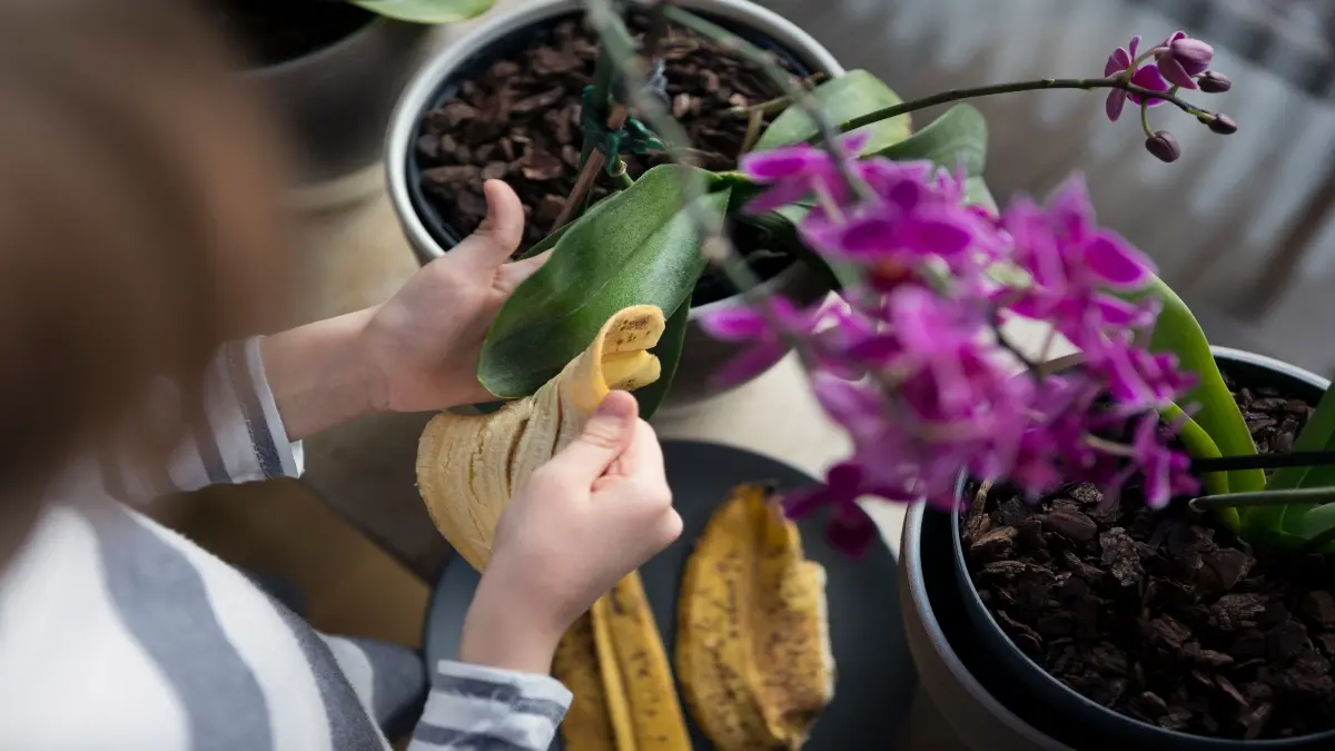 Cómo cuidar las flores del jardín - Qué se le puede poner a las plantas para que florezcan como cuidar las flores del jardin - Qué se le puede poner a las plantas para que florezcan