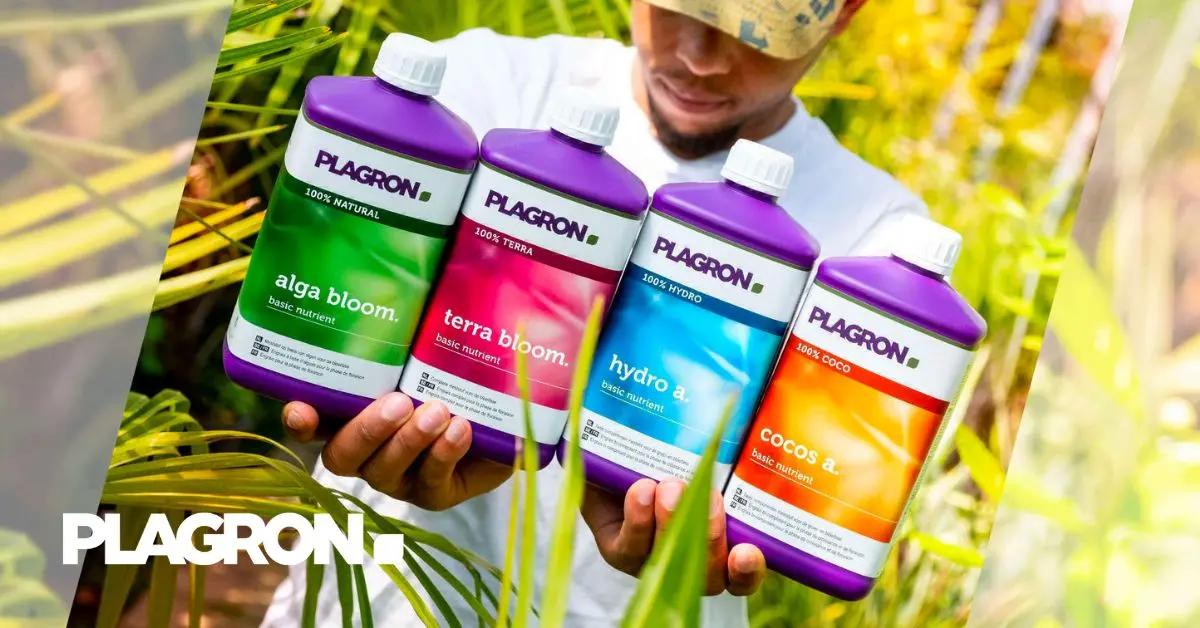 Cómo plantar flores en el jardín - Qué se necesita para cultivar flores como plantar flores en jardin - Qué se necesita para cultivar flores