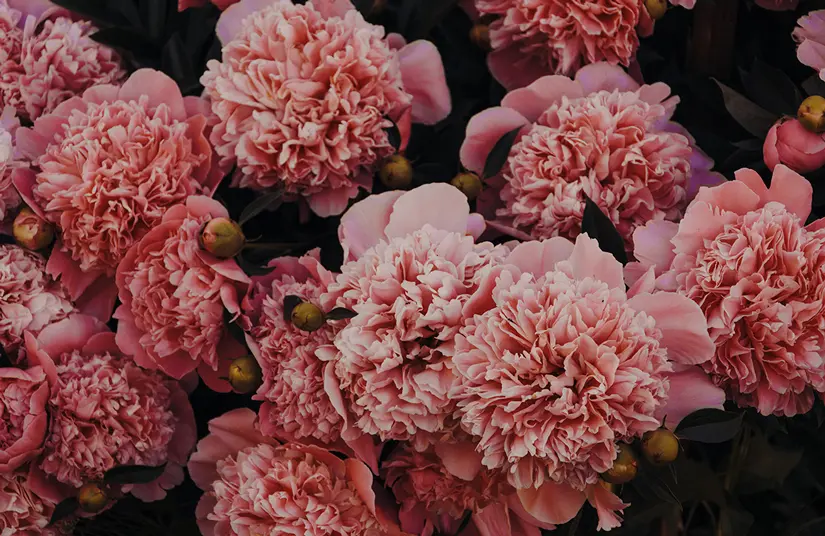 Flores tipo clavel: belleza y elegancia en un solo tallo - Qué se parece al clavel flores tipo clavel - Qué se parece al clavel