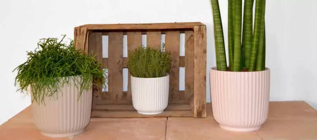 Macetas de flores: todo lo que necesitas saber - Qué se pone en las macetas macetas de flores - Qué se pone en las macetas