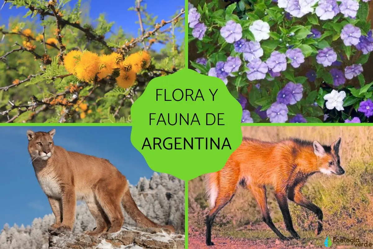 Flora y fauna del nordeste argentino - Qué se produce en el nordeste argentino flora y fauna del nordeste argentino - Qué se produce en el nordeste argentino