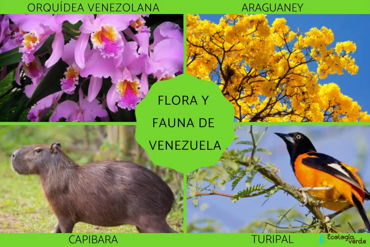 flora y fauna de guayana - Qué se produce en Guayana