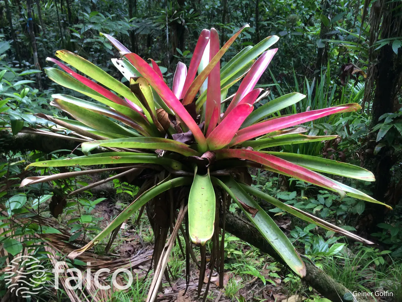 parque nacional isla del coco flora y fauna - Que se puede encontrar en la Isla del Coco