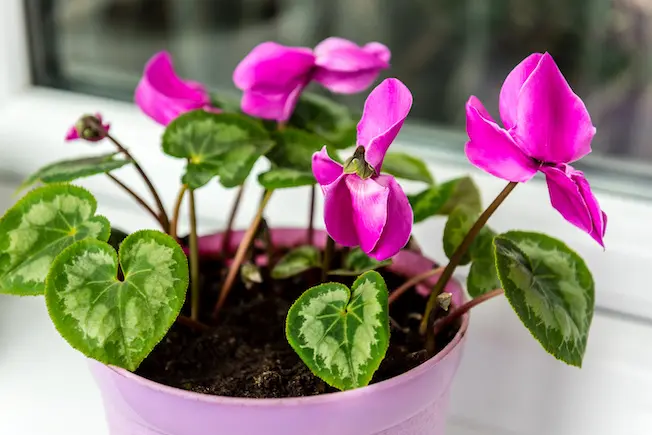 Flores que soportan el invierno - Que se puede plantar en maceta en invierno flores que soportan el invierno - Que se puede plantar en maceta en invierno
