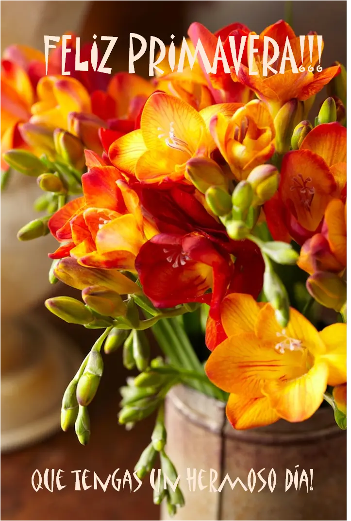 Las mejores flores para regalar en el día de la primavera - Que se puede regalar por el día de la primavera flores dia de la primavera - Que se puede regalar por el día de la primavera