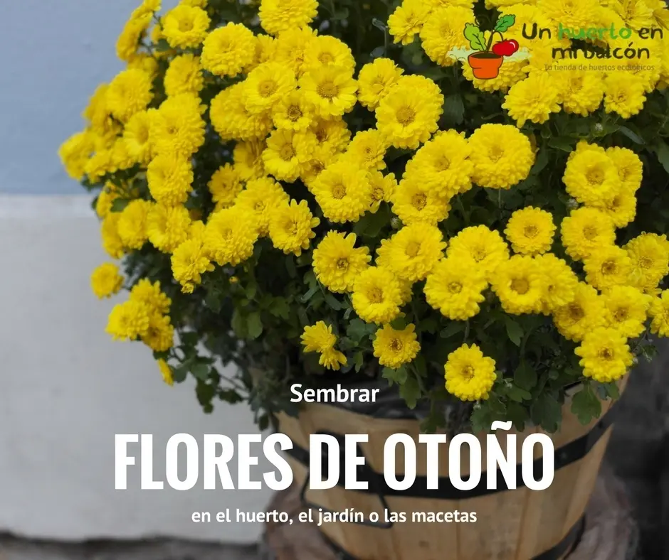Qué semillas de flores se pueden plantar en otoño - Que se recomienda sembrar en otoño que semillas de flores se pueden plantar en otoño - Que se recomienda sembrar en otoño