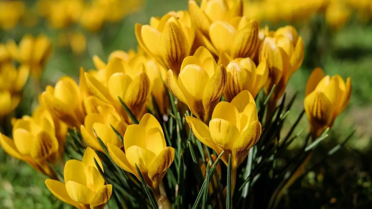 ramo de flores amarillas - Que se regala el 21 de marzo