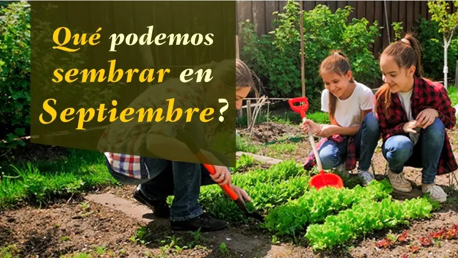 Qué flores sembrar en agosto en Argentina - Que se siembra en agosto septiembre en Argentina que flores sembrar en agosto argentina - Que se siembra en agosto septiembre en Argentina