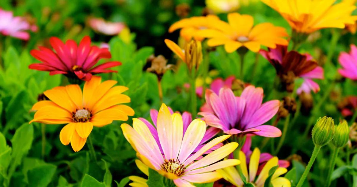 Semillas de flores: cómo sembrar y cuáles germinan más rápido - Qué semillas de flores germinan más rápido semillas de flores - Qué semillas de flores germinan más rápido