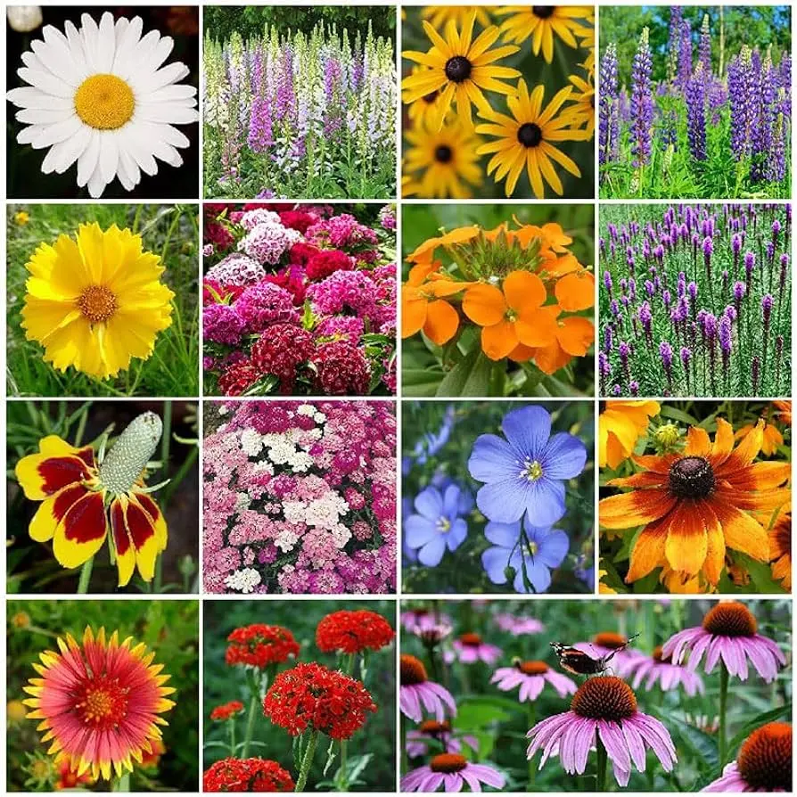 Semillas de flores de primavera: una explosión de color y vida en tu jardín - Qué semillas de flores se plantan en primavera semillas de flores de primavera - Qué semillas de flores se plantan en primavera