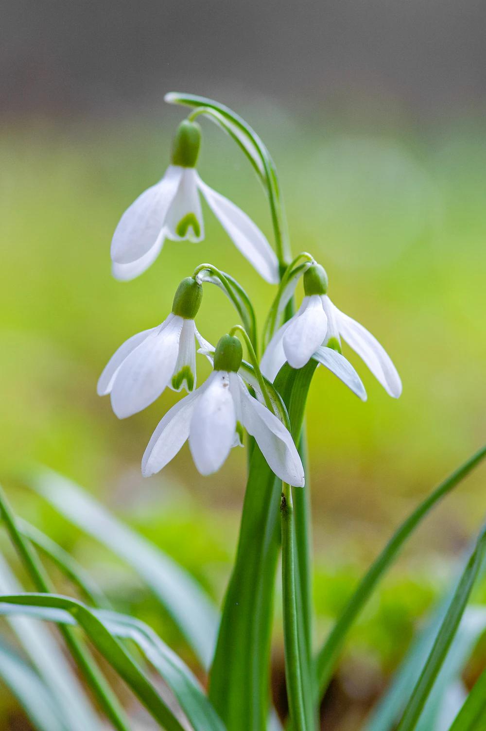 Planta Amarilidácea de Flores Blancas: Conoce más sobre esta hermosa especie - Qué significa Amarilidáceas planta amarilidacea de flores blancas - Qué significa Amarilidáceas
