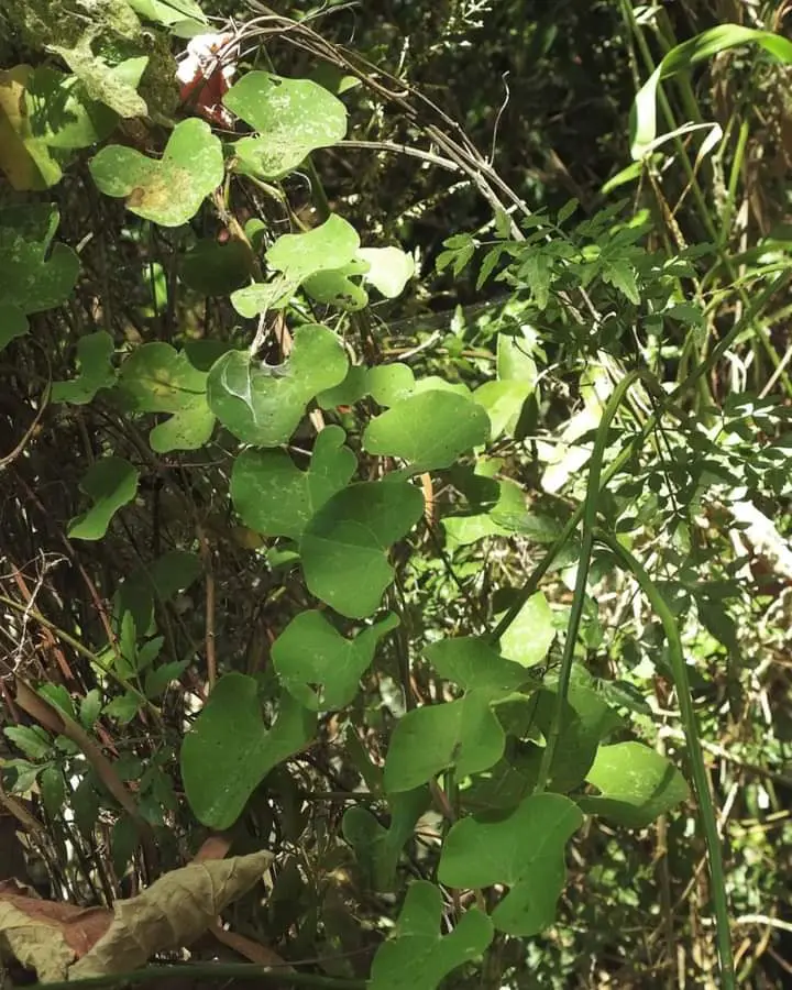 flor de patito planta - Qué significa aristolochia
