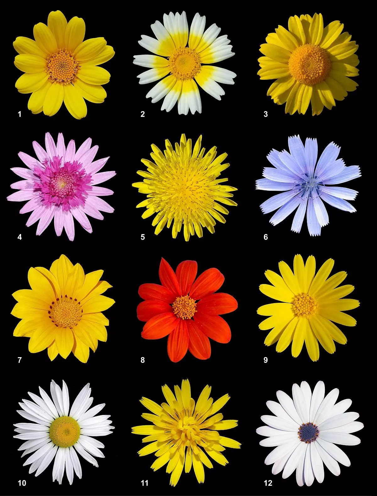 Flores Asteraceae: La familia más diversa del reino vegetal - Qué significa asterales flores asteraceae - Qué significa asterales