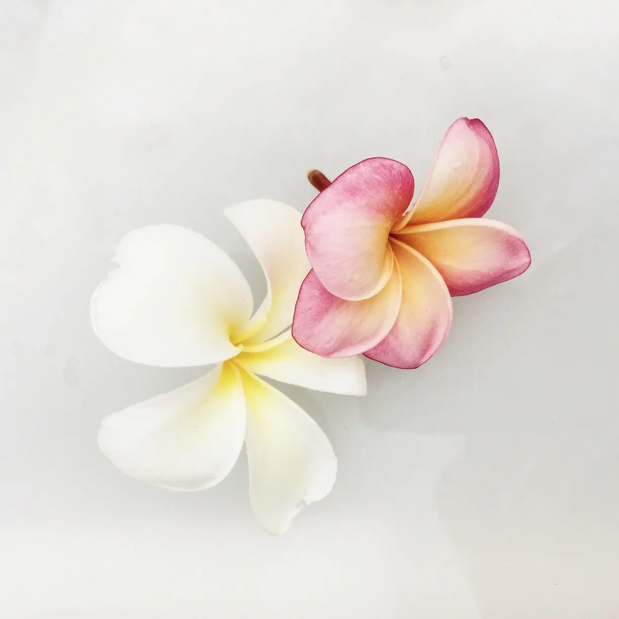Collar de flores hawaiano - Un toque tropical y colorido - Qué significa collar hawaiano collar de flores hawaiano nombre - Qué significa collar hawaiano