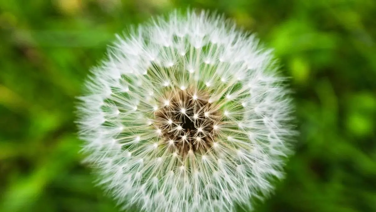 Flores silvestres: Definición y características - Qué significa crece de manera silvestre flores silvestres definicion - Qué significa crece de manera silvestre