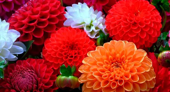 Dalia: La Flor Nacional de México - Qué significa dalia en nahuatl dalia flor nacional de mexico - Qué significa dalia en nahuatl