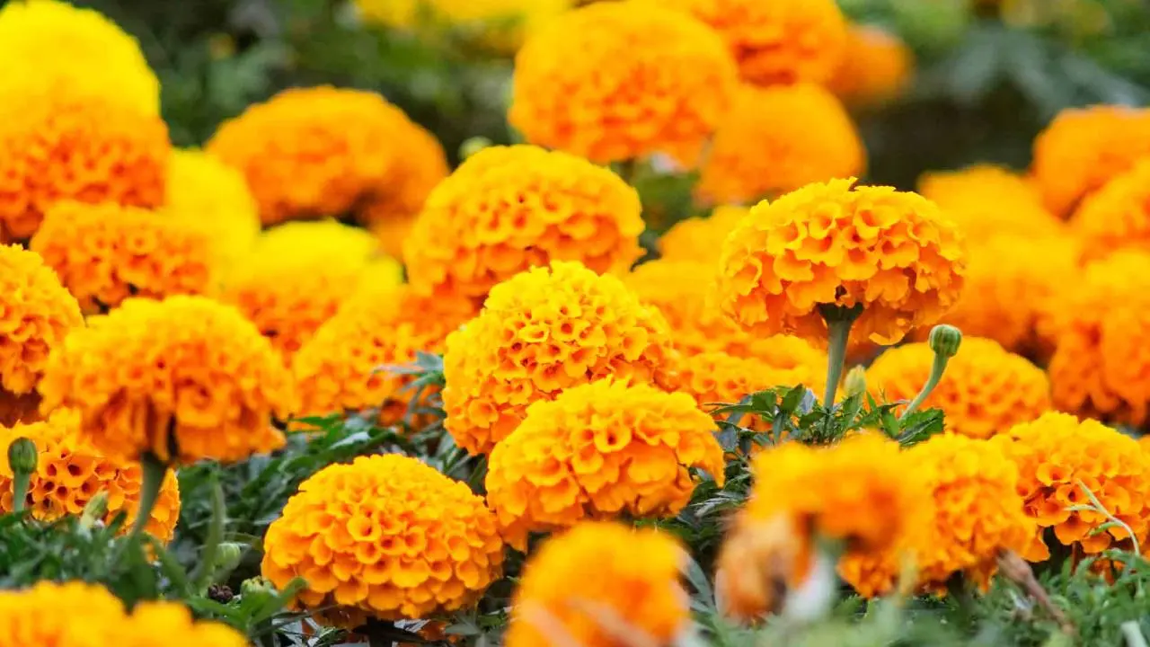 Día de los Muertos: El significado de las flores naranjas - Qué significa el color naranja en el Día de Muertos dia de los muertos flores naranjas - Qué significa el color naranja en el Día de Muertos