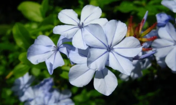 jazmin flor azul - Qué significa el jazmín azul